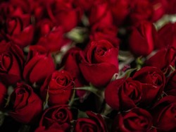 Ilmuwan Ungkap Pemicu Warna Mencolok pada Hewan dan Tumbuhan, Hasil Evolusi?