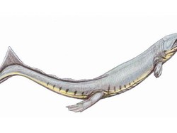 Mengerikan, Buaya Monster Mirip Lumba-lumba