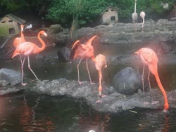 Foto: Cantiknya Burung Flamingo di Batu Secret Zoo