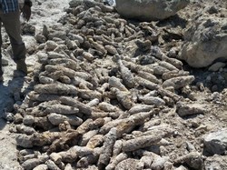 Ratusan Mortir yang Menumpuk di  Area Tambang Semen Cirebon Dimusnahkan