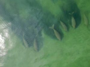 Sepi Turis, Dugong Kembali ke Thailand Sepi Turis, Dugong Kembali ke Thailand