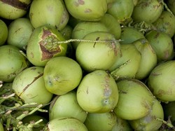 7 Manfaat Air Kelapa Muda Bagi Kesehatan Tubuh