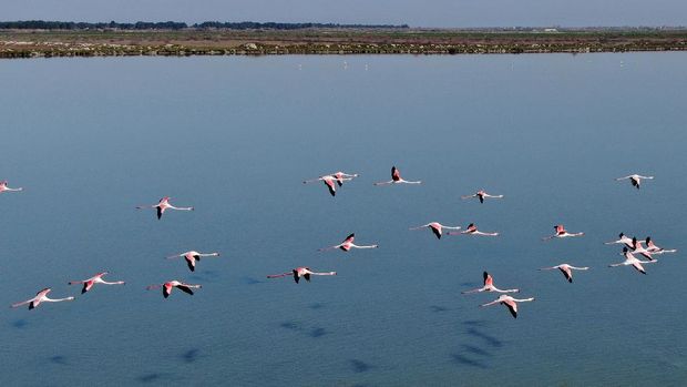 Flamingos fly over the Narta Lagoon, near the city of Vlora in the south of Albania on April 9, 2020. - With tourists home, boats docked and factories silenced under a coronavirus (COVID-19) lockdown, Albania's pink flamingos and curly pelicans are flourishing in the newfound tranquility of lagoons dotting the country's western coastline. (Photo by Gent SHKULLAKU / AFP)