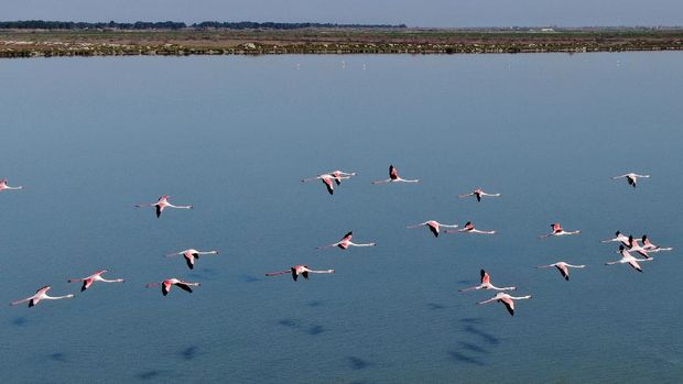 Albania's flamingos Flamingos fly over the Narta Lagoon, near the city of Vlora in the south of Albania on April 9, 2020. - With tourists home, boats docked and factories silenced under a coronavirus (COVID-19) lockdown, Albania's pink flamingos and curly pelicans are flourishing in the newfound tranquility of lagoons dotting the country's western coastline. (Photo by Gent SHKULLAKU / AFP)
