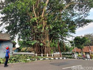Penampakan Pohon Karet Tua Tempat Ngumpet Piton di Sukabumi