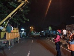 Ular Piton Raksasa Nangkring di Atas Pohon Gegerkan Warga Sukabumi
