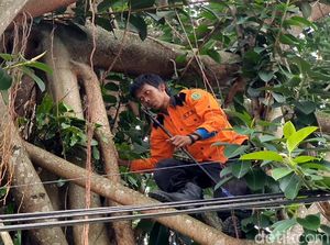 Cerita Petugas Damkar Sukabumi Cari Piton yang Ngumpet di Pohon