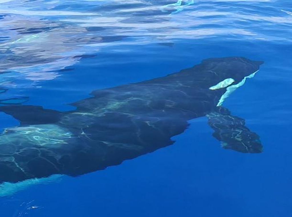 Kemunculan Orca di Perairan Anambas Diduga Pengaruh Iklim Global Kemunculan Orca di Perairan Anambas Diduga Pengaruh Iklim Global