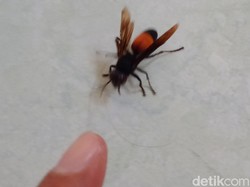 Mengenal Tawon Vespa yang Sengatannya Disebut Mematikan