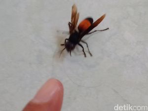 Kakek Pencari Rumput di Klaten Tewas Disengat Tawon Vespa Kakek Pencari Rumput di Klaten Tewas Disengat Tawon Vespa