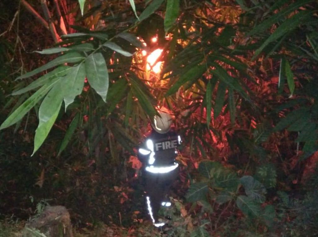 Sarang Tawon Vespa yang Tewaskan Kakek di Klaten Dimusnahkan Sarang Tawon Vespa yang Tewaskan Kakek di Klaten Dimusnahkan