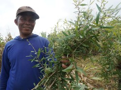 Tumpangsari Kayu Putih-Jagung, Petani Boyolali Bisa Raih Puluhan Juta