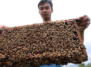 Harga Madu Melonjak Imbas Wabah Corona Harga Madu Melonjak Imbas Wabah Corona