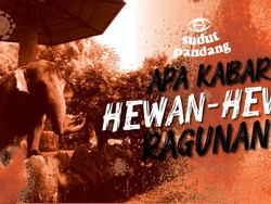 Nasib Satwa Ragunan Saat Corona Melanda