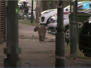 Ngeri! Seekor Puma terekam CCTV Berlarian di Tengah Kota di Argentina