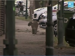 Ngeri! Seekor Puma terekam CCTV Berlarian di Tengah Kota di Argentina