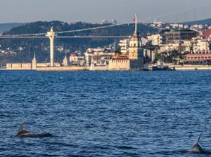 Istanbul Lockdown, Lumba-lumbanya Bisa Berenang Bebas