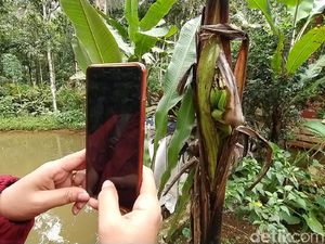 Unik! Pohon Pisang di Ciamis Berbuah di Tengah Batang