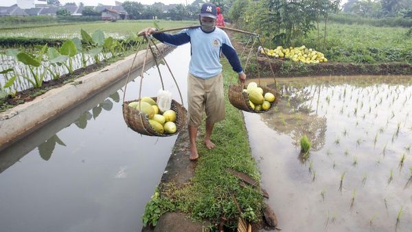 Melihat Panen Timun Suri di Bogor