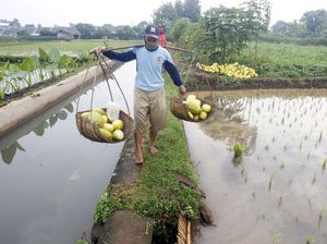 Melihat Panen Timun Suri di Bogor Melihat Panen Timun Suri di Bogor