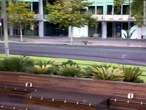 Kompilasi Hewan-hewan Liar Menjelajah Kota Saat Lockdown