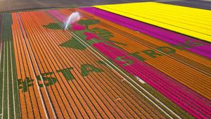 Pesan Solidaritas Corona dari Hamparan Bunga Tulip