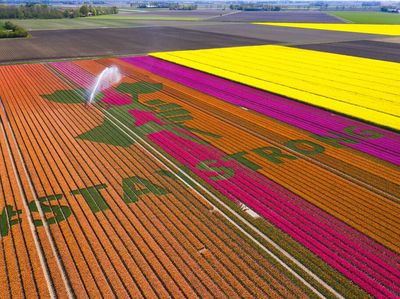 Pesan Solidaritas Corona dari Hamparan Bunga Tulip