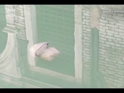 Ubur-ubur Terlihat Berenang di Kanal Venesia