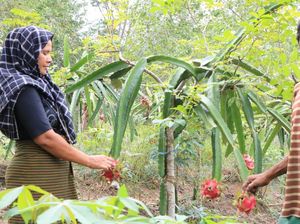 Di Tengah COVID-19, Mitra Binaan Perta Arun Gas Tetap Produktif