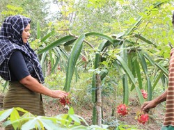 Di Tengah COVID-19, Mitra Binaan Perta Arun Gas Tetap Produktif