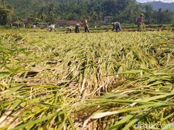 Jerit Petani Padi Pacitan soal Hama Wereng hingga Angin Kencang