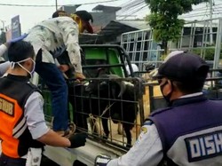 Langgar PSBB, Penumpang Pikap Terpaksa Duduk Bareng Domba Menuju Garut