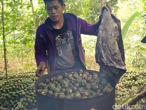 Berkah Ramadhan, Petani di Pekalongan Sehari Jual 30 Kg Kolang-Kaling