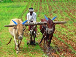 Tak Bisa Jual Hasil Panen, Petani Ini Berikan 400 Kg Sayuran Gratis ke Warga