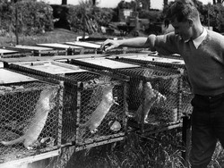 Gawat! CDC Temukan Kasus Penularan COVID-19 dari Hewan ke Manusia