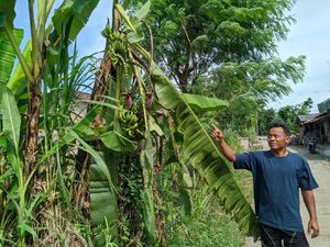 Unik, Pohon Pisang di Ponorogo Punya Empat Tandan