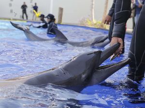 Yuk, Lihat Latihan Lumba-lumba di Pusat Konservasi Bali