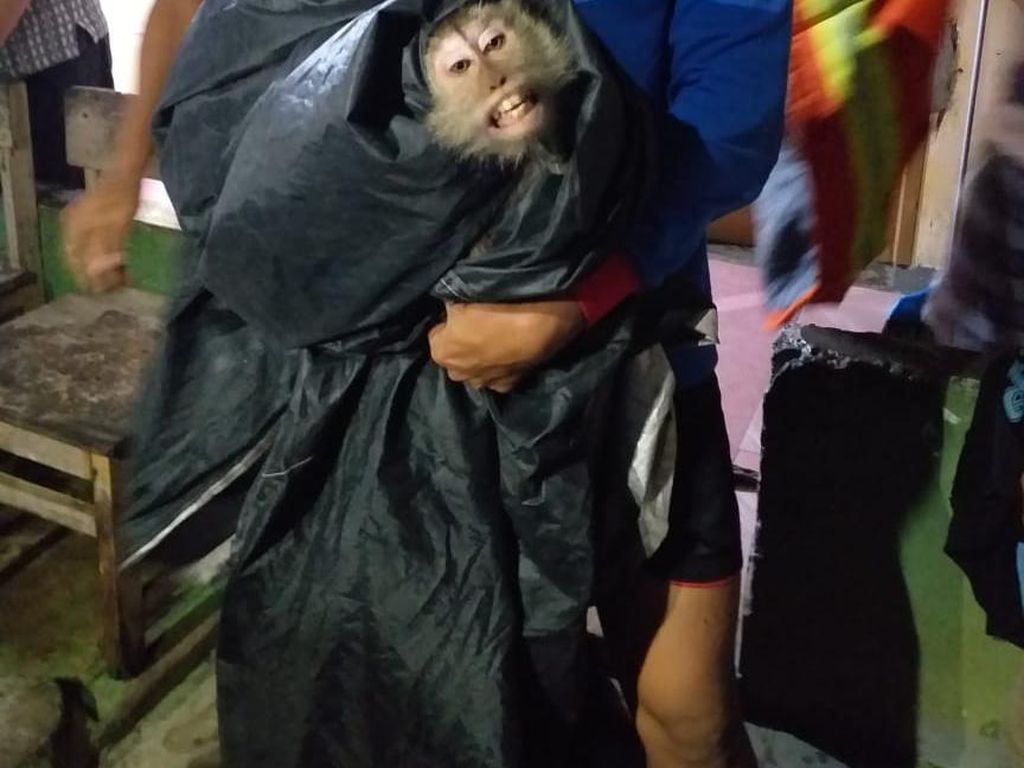 Damkar Tangkap Monyet Liar di Cipayung, Evakuasi Makan Waktu 1 Jam Damkar Tangkap Monyet Liar di Cipayung, Evakuasi Makan Waktu 1 Jam