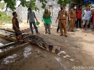 Pancing Pakai Ayam, Warga Dumai Tangkap Buaya Liar 4 Meter