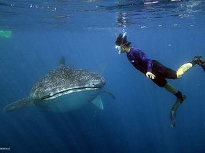 Genjot Ekonomi Masyarakat, KKP Kembangkan Desa Wisata Hiu Paus