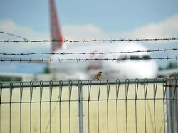 Kehidupan Kota Besar Bisa Buat Burung Pipit Jantan Jadi Ayah yang Baik