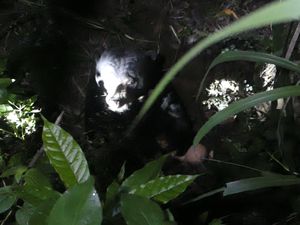 2 Beruang Madu Lepas dari Kandang Wildlife Rescue Centre Yogya 2 Beruang Madu Lepas dari Kandang Wildlife Rescue Centre Yogya