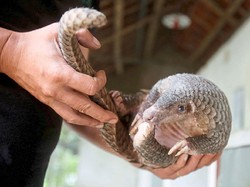 Beijing Resmi Larang Konsumsi Daging Hewan Liar