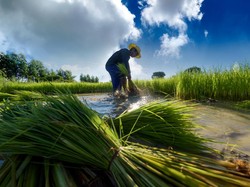 Puji 2 Perangkat Kementan, Petani: Teknologi Seimbang dengan Budidaya