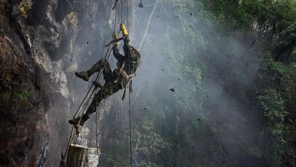 Aksi Spiderman Berburu Madu di Alam Bebas