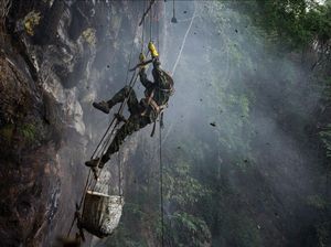 Aksi Spiderman Berburu Madu di Alam Bebas Aksi Spiderman Berburu Madu di Alam Bebas