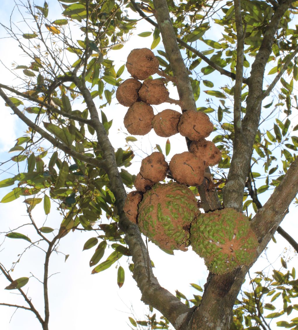 durian gundul