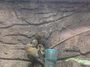 Setelah Pandemi Corona, Ketemu Kera Terkecil di Dunia, Yuk!