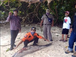 Lumba-lumba Ditemukan Mati Terdampar di Pesisir Pantai Ujung Genteng