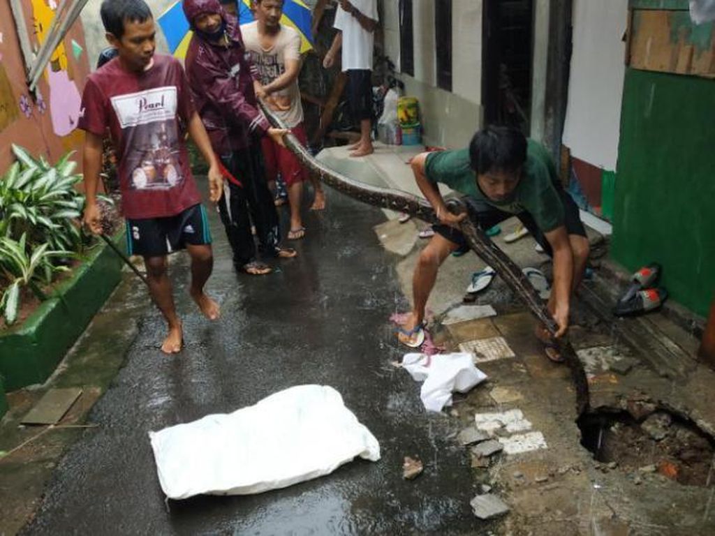 Hii! Ular Piton Sepanjang 3 Meter Ditemukan Saat Hujan di Cilandak